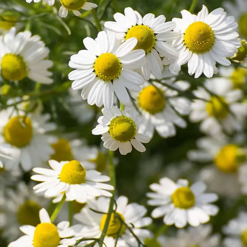 Fleurs de camomille blanches et jaunes, plante source du Bisabolol, ingrédient clé de la formule EFFAZE Solutions Cutanées Stick Lissant au Silicone, déclaré à 0,5% en concentration exacte au portail CPNP n°5877629, Commission Européenne, Règlement CE n°1223/2009.