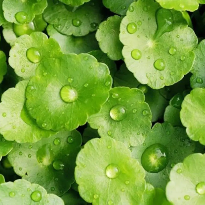 Feuilles fraîches de Centella Asiatica avec gouttes d'eau, plante botanique source des triterpènes Asiaticoside 1%, Madecassic Acid 1% et Asiatic Acid 0,5%, ingrédients clés de la formule EFFAZE Solutions Cutanées Stick Lissant au Silicone, déclarés en concentration exacte CPNP n°5877629 Commission Européenne.